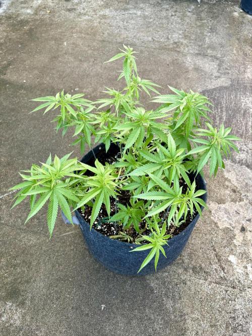 Silver Haze 8/28/25. Week 11