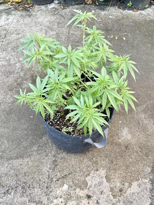 Silver Haze 8/28/25. Week 11