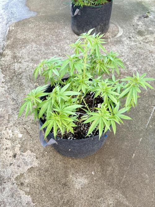 Silver Haze 8/28/25. Week 11