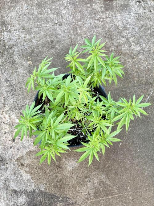 Silver Haze 8/28/25. Week 11