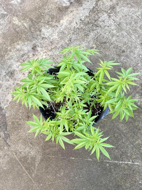 Silver Haze 8/28/25. Week 11