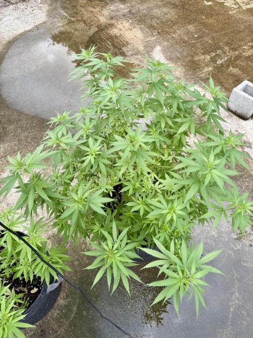 Cherry Pie 8/28/25. Week 11