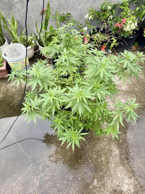 Cherry Pie 8/28/25. Week 11