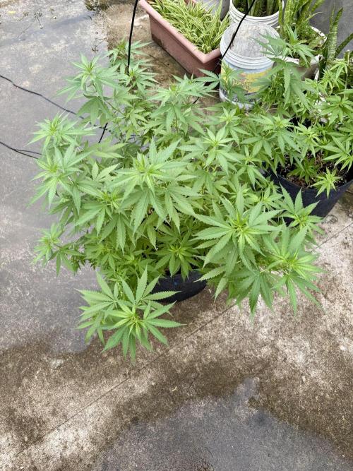 Cherry Pie 8/28/25. Week 11