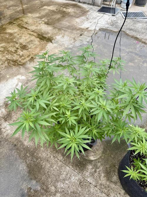 Cherry Pie 8/28/25. Week 11