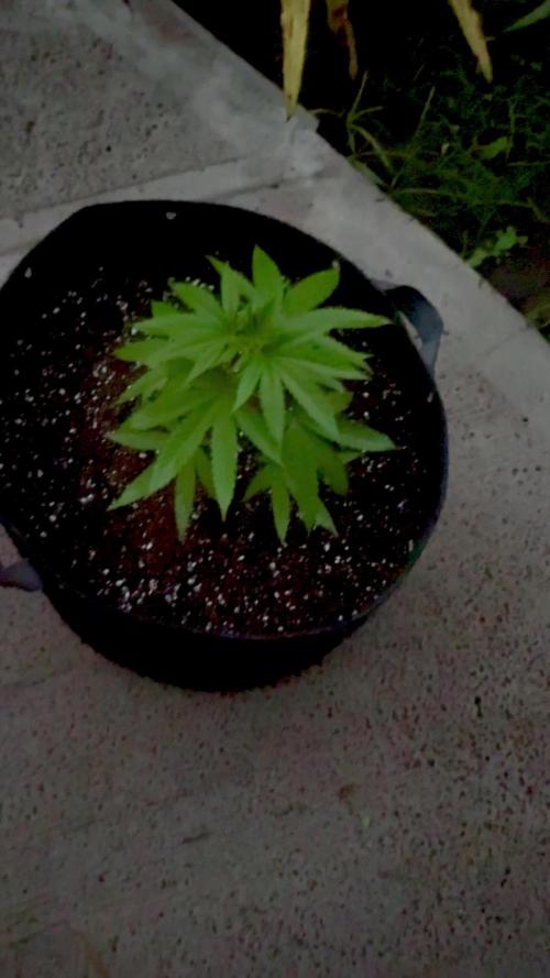 Purple Haze 10/27/25