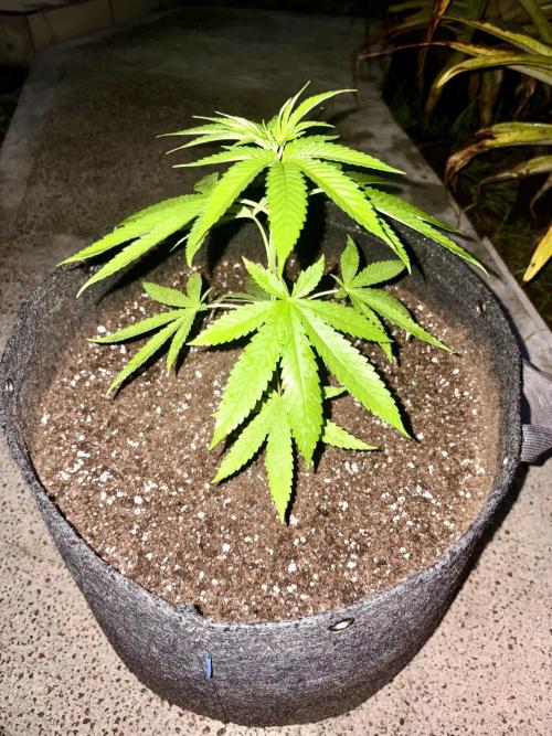 Purple Haze 10/27/25. Week 4