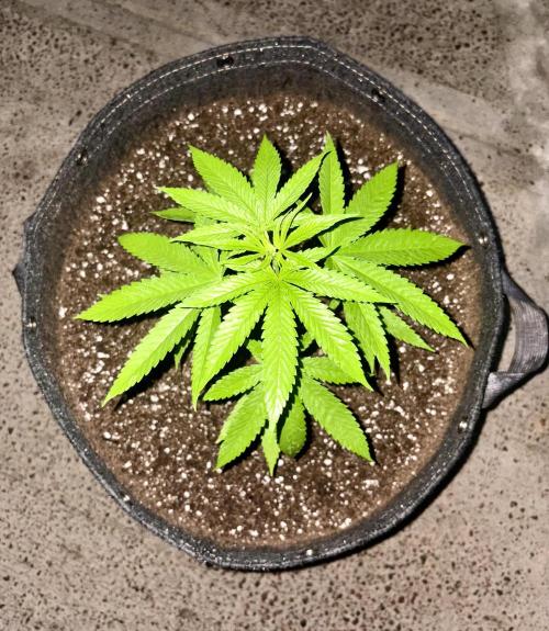 Purple Haze 10/27/25. Week 4