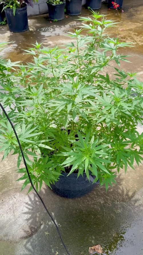 Cherry Pie 8/28/25