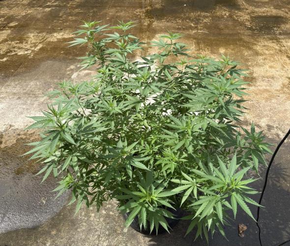 Cherry Pie 8/28/25. Week 12