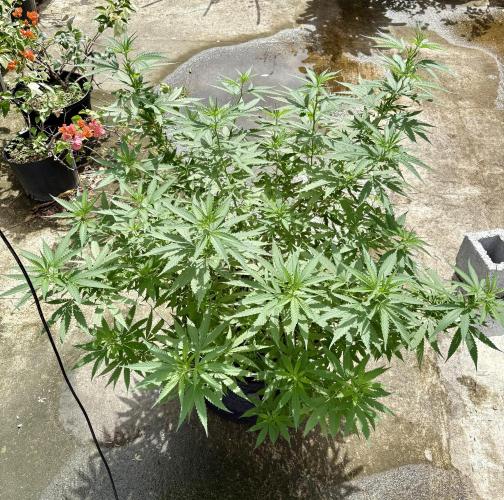 Cherry Pie 8/28/25. Week 12