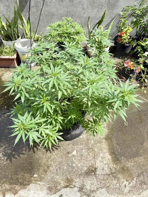 Cherry Pie 8/28/25. Week 12