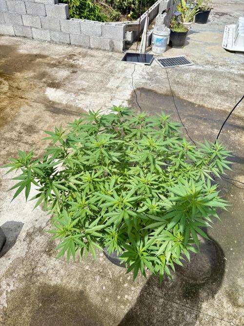 Cherry Pie 8/28/25. Week 12