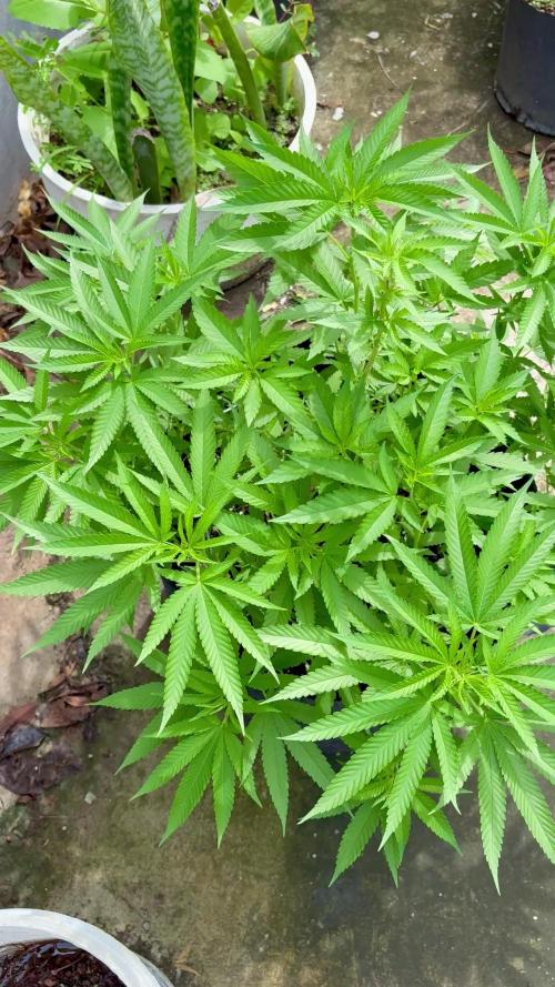 Silver Haze 8/28/25