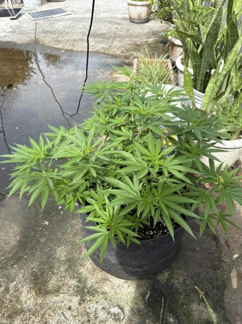 Silver Haze 8/28/25. Week 12