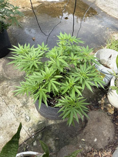 Silver Haze 8/28/25. Week 12