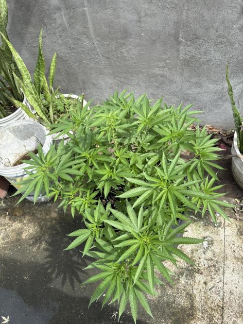 Silver Haze 8/28/25. Week 12