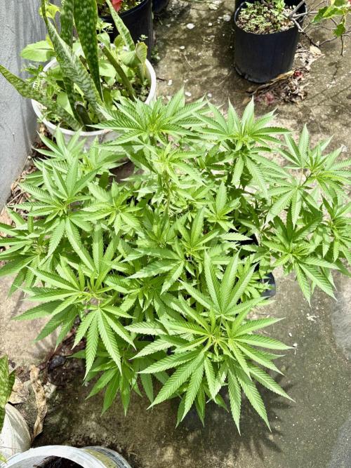 Silver Haze 8/28/25. Week 12