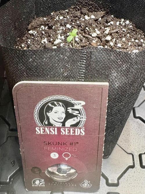 Skunk #1 - 12/1/25. Week 0