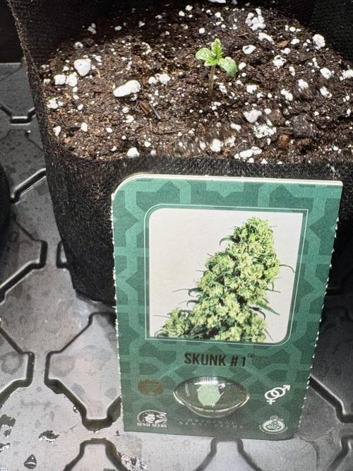 Skunk #1 - 12/1/25. Week 0