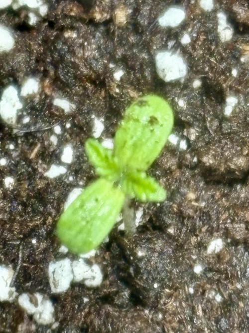 Skunk #1 - 12/1/25. Week 0