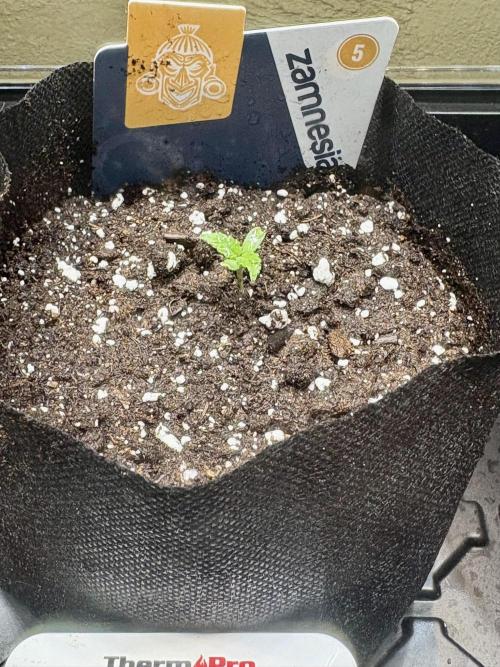 Sour Diesel 12/1/25. Week 0