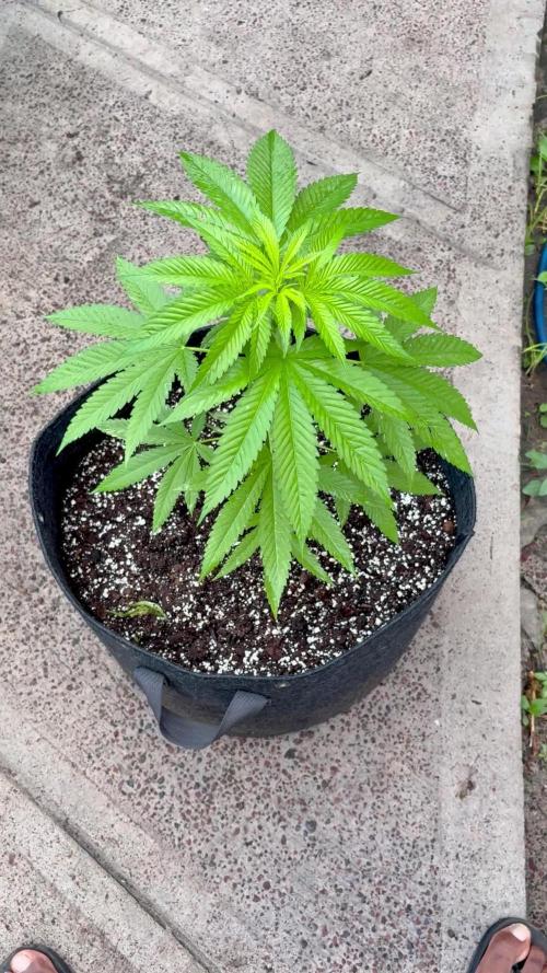 Purple Haze 10/27/25