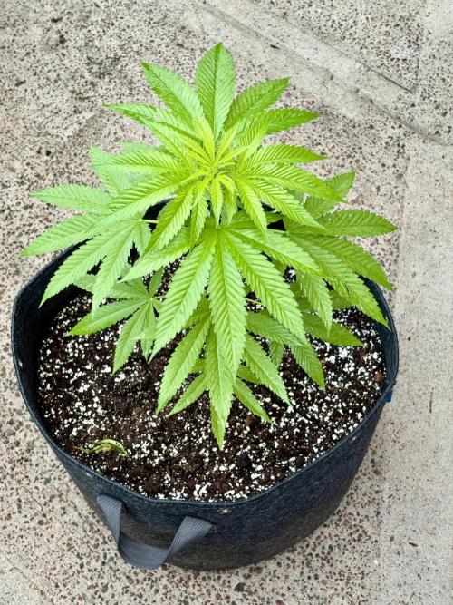 Purple Haze 10/27/25. Week 5