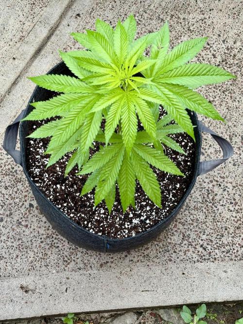 Purple Haze 10/27/25. Week 5