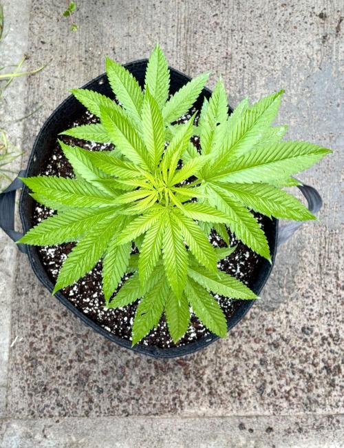 Purple Haze 10/27/25. Week 5