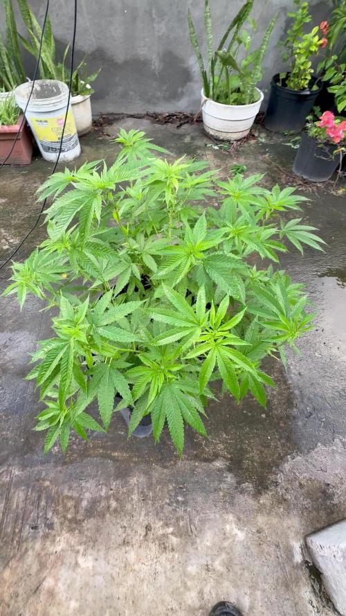 Silver Haze 8/28/25