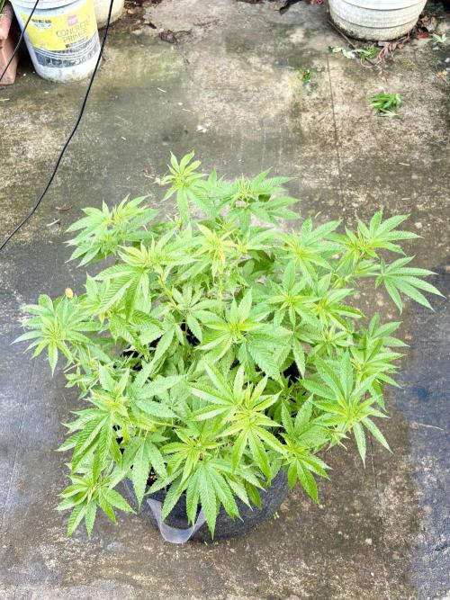 Silver Haze 8/28/25. Week 13