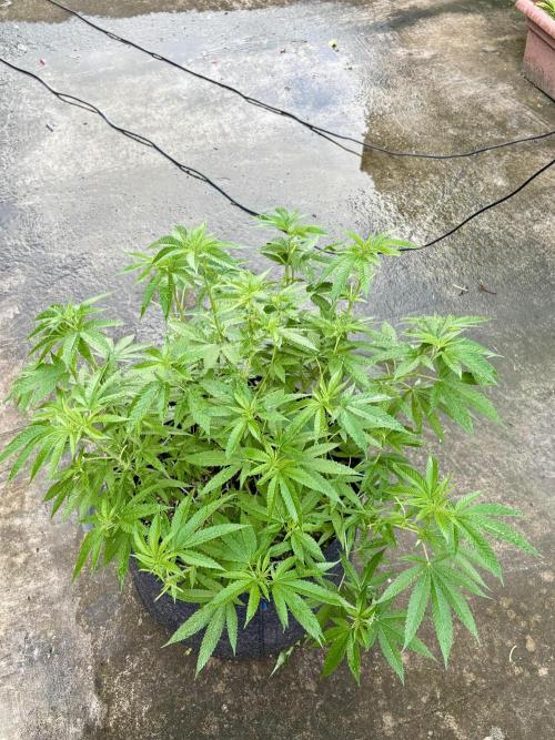 Silver Haze 8/28/25. Week 13