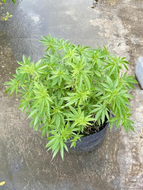 Silver Haze 8/28/25. Week 13