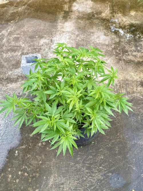 Silver Haze 8/28/25. Week 13