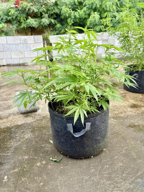 Silver Haze 8/28/25. Week 13