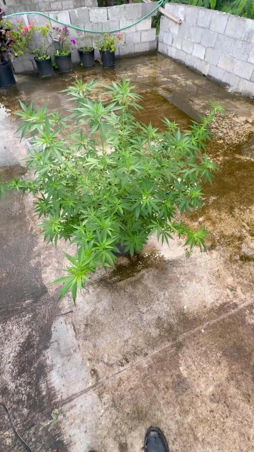 Cherry Pie 8/28/25