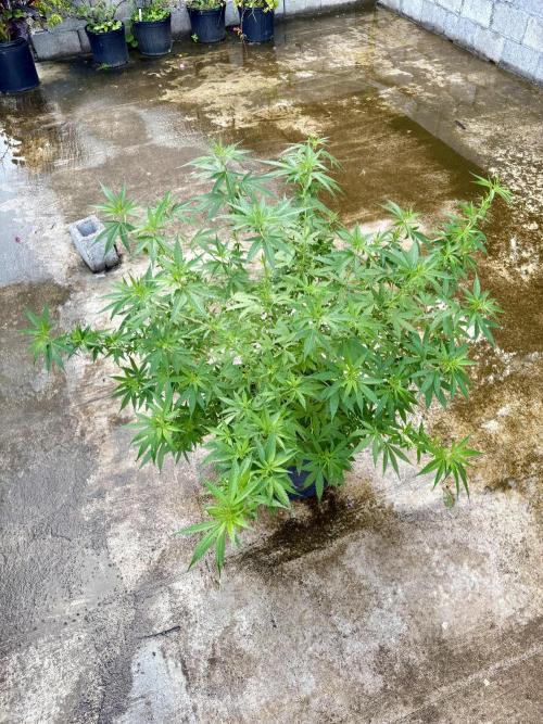 Cherry Pie 8/28/25. Week 13