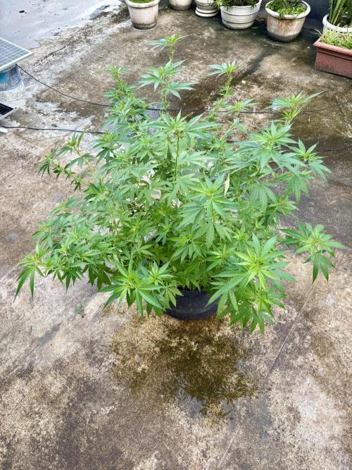 Cherry Pie 8/28/25. Week 13