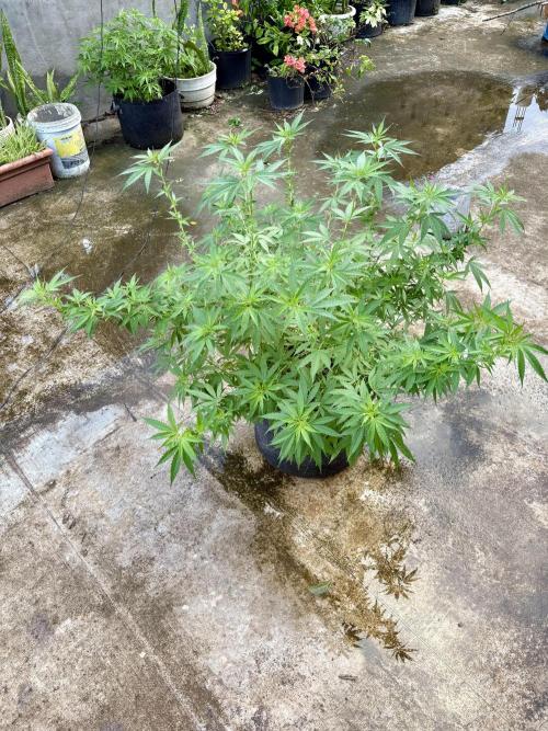 Cherry Pie 8/28/25. Week 13