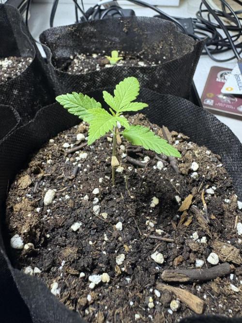 Skunk #1 - 12/1/25. Week 1