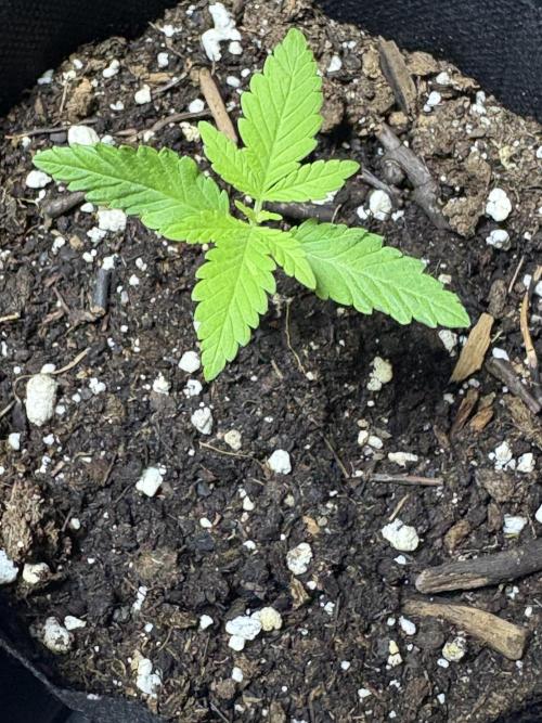 Skunk #1 - 12/1/25. Week 1