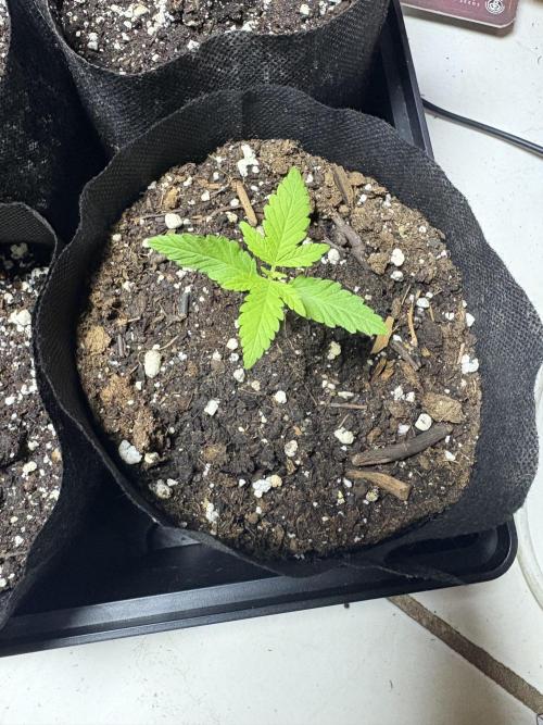 Skunk #1 - 12/1/25. Week 1