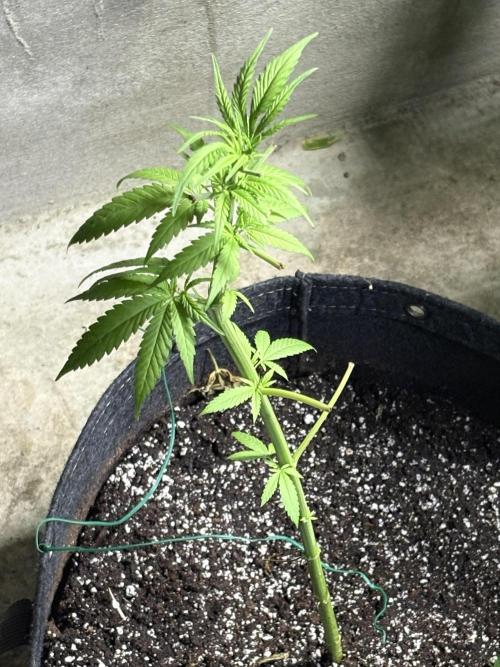 Purple Haze 10/27/25. Week 6