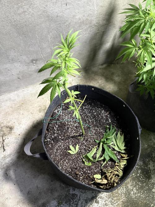 Purple Haze 10/27/25. Week 6