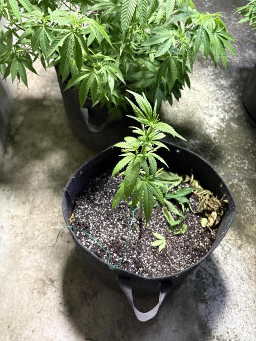 Purple Haze 10/27/25. Week 6