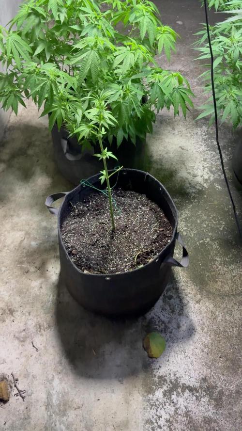 Purple Haze 10/27/25