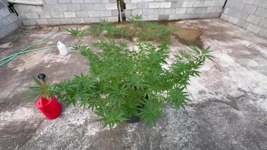 Cherry Pie 8/28/25