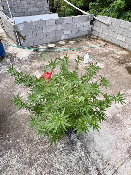 Cherry Pie 8/28/25. Week 14