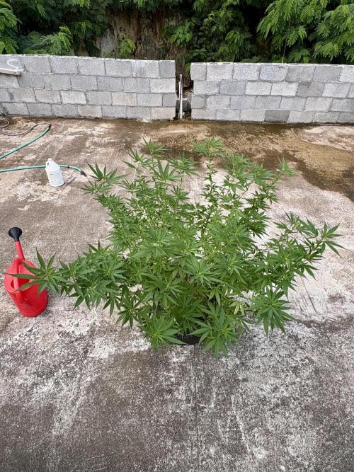 Cherry Pie 8/28/25. Week 14 - So beautiful